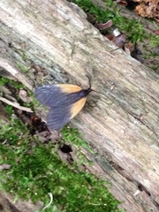 Pyromorpha dimidiata