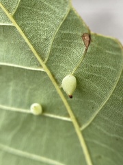 Caryomyia caryaecola