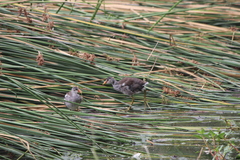 Gallinula galeata cachinnans
