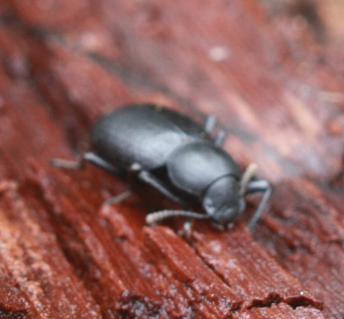 Tenebrionidae