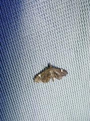 Deuterophysa