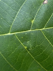 Caryomyia caryaecola