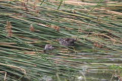 Gallinula galeata cachinnans