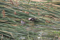 Gallinula galeata cachinnans