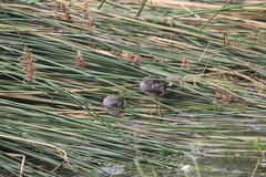 Gallinula galeata cachinnans