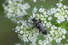 Toxoleptura vexatrix