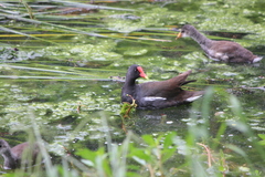 Gallinula galeata cachinnans