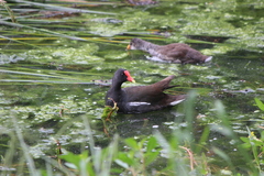 Gallinula galeata cachinnans