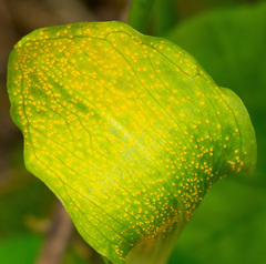 Uromyces ari-triphylli