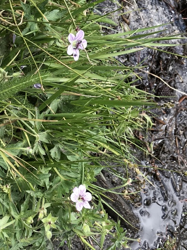 California cranesbill (Geranium californicum)