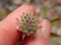 Monardella hypoleuca hypoleuca