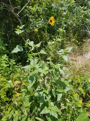Helianthus debilis silvestris