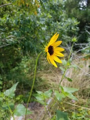 Helianthus debilis silvestris