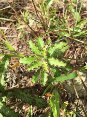 Cirsium repandum