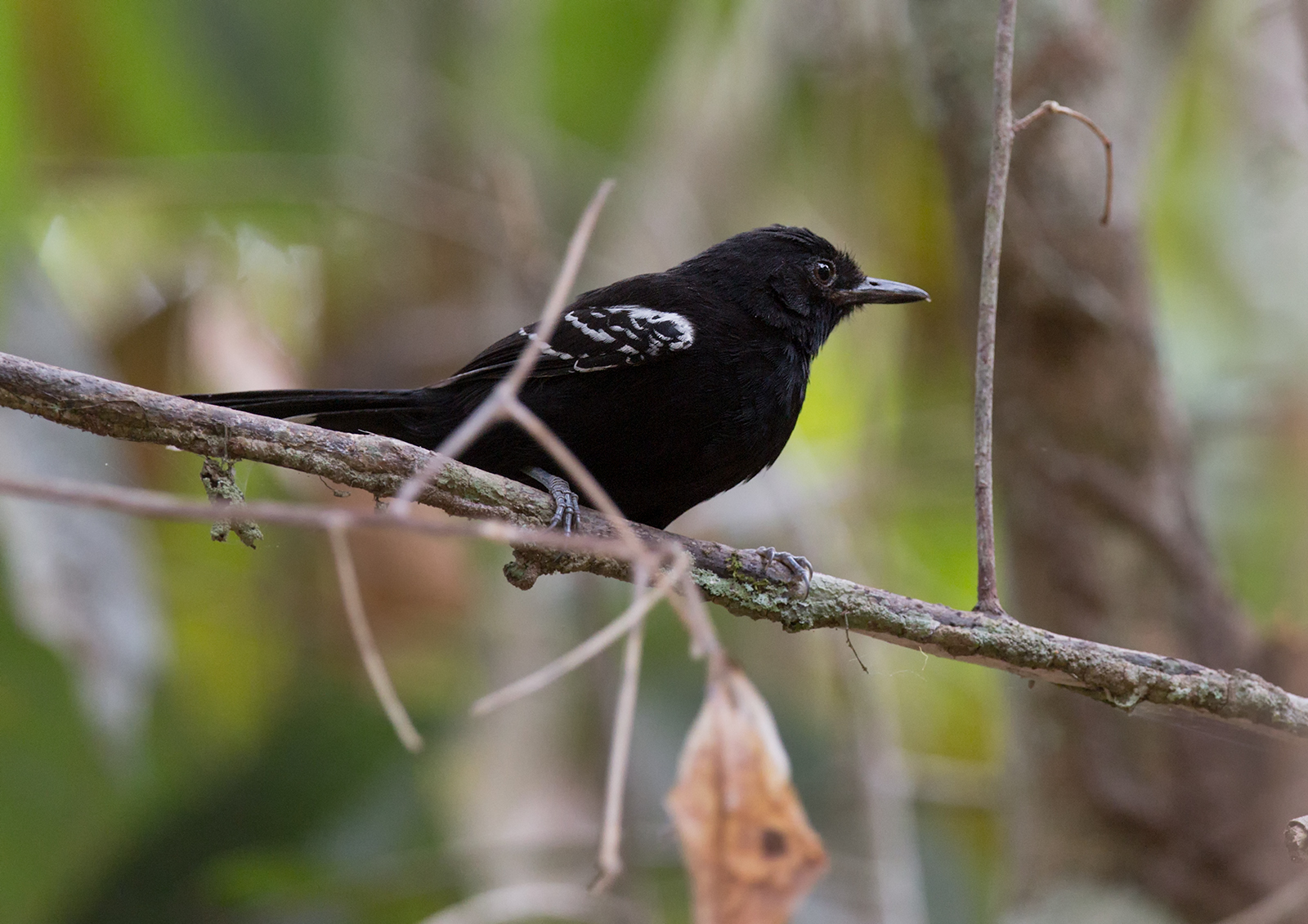Bananal Antbird illustration