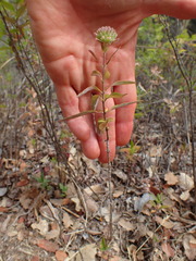 Monardella hypoleuca hypoleuca