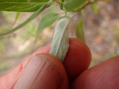 Monardella hypoleuca hypoleuca