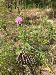 Cirsium repandum
