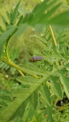 Oncometopia nigricans