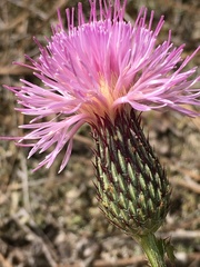 Cirsium repandum