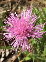Cirsium repandum