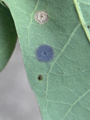 Polystepha quercifolia