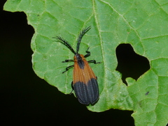 Caenia dimidiata