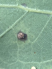 Polystepha quercifolia