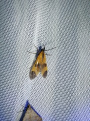 Dycladia