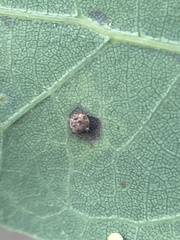 Polystepha quercifolia