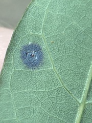 Polystepha quercifolia