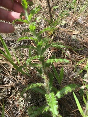 Cirsium repandum