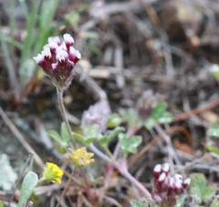 Trifolium dichotomum