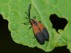 Caenia dimidiata