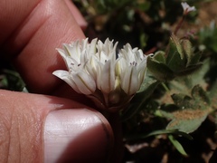 Allium siskiyouense