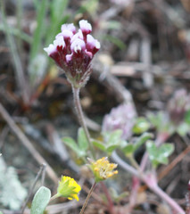 Trifolium dichotomum