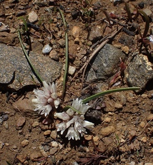 Allium siskiyouense