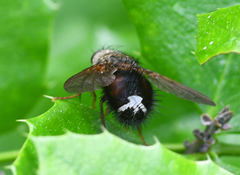 Epalpus