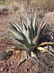 Agave simplex