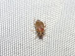 Agnocoris
