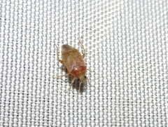 Agnocoris