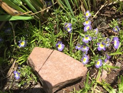 Porterella carnosula