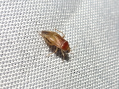 Agnocoris