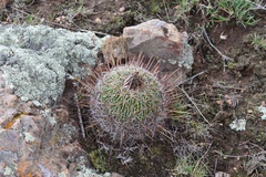 Echinofossulocactus