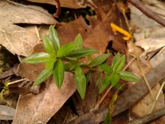 Galianthe bogotensis