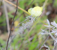 Platystemon californicus