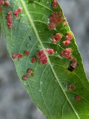 Aculus