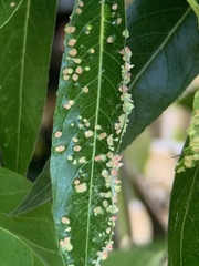 Aculus