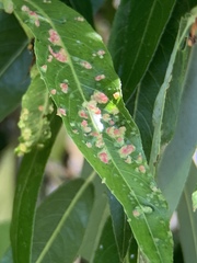 Aculus