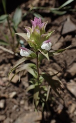 Orthocarpus cuspidatus